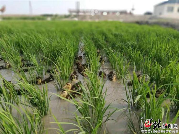 華中集團(tuán)推出“華中百歲米”正式進(jìn)軍現(xiàn)代農(nóng)業(yè)產(chǎn)業(yè)（組圖）