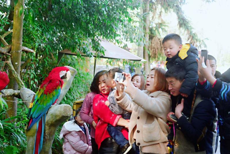 雨城區2019年春節假日旅游興盛迎來豬年