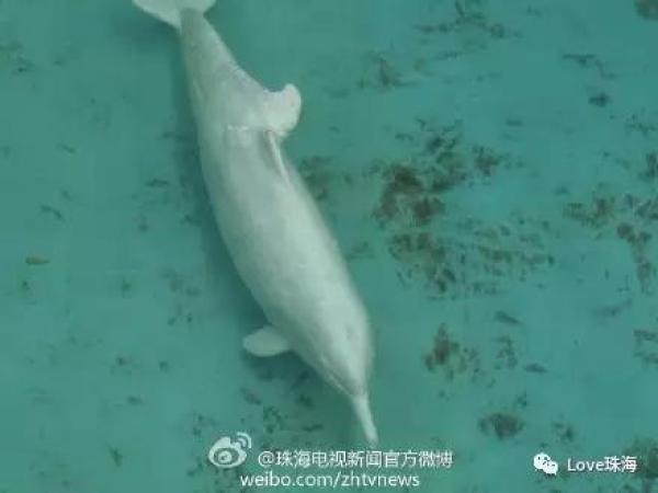 大批中華白海豚“亮相”港珠澳大橋、淇澳島海面